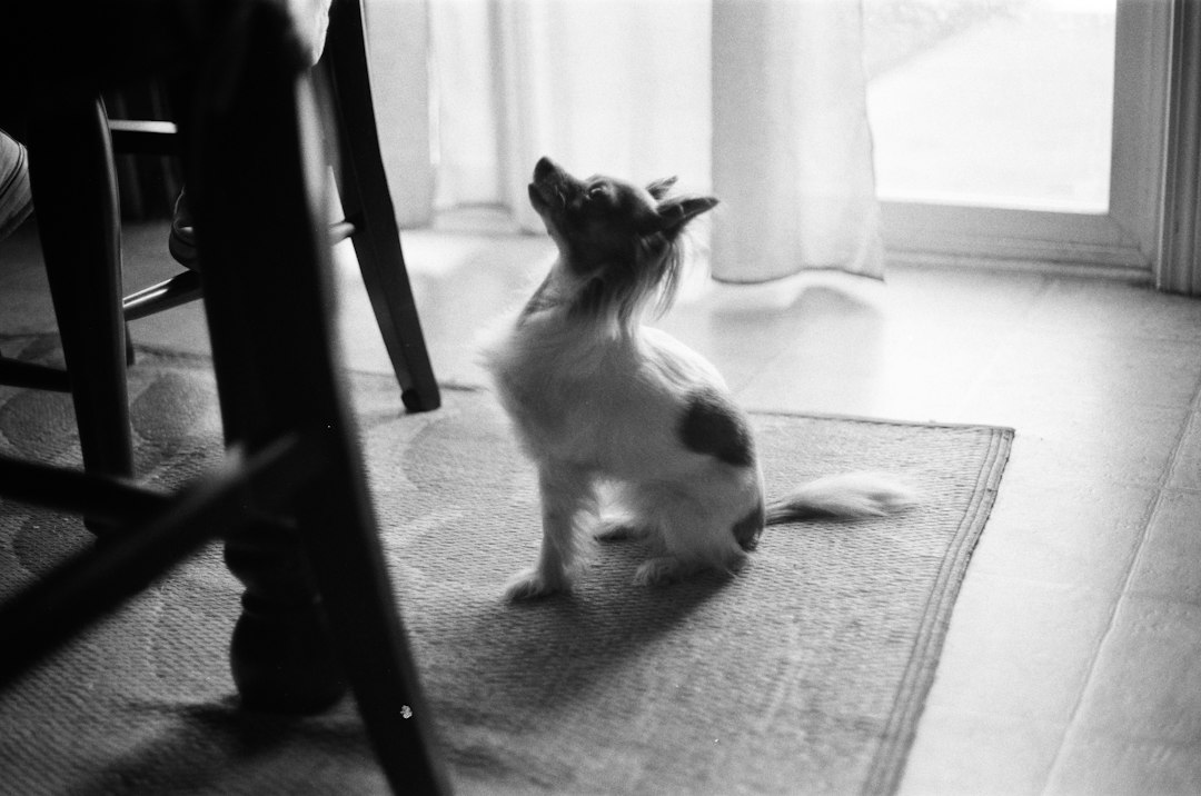 positive reinforcement dog training cover image